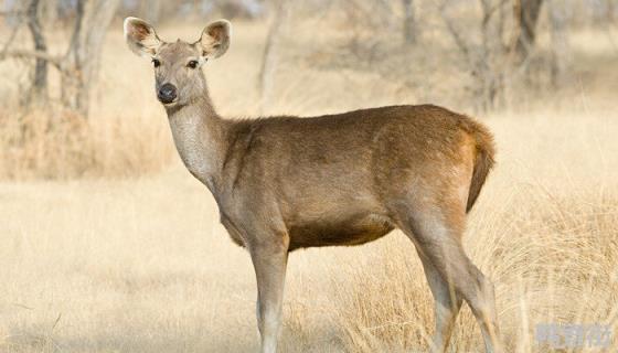 毛冠鹿喜欢吃玉米秸秆还是各种植物嫩叶 毛冠鹿喜欢吃什么