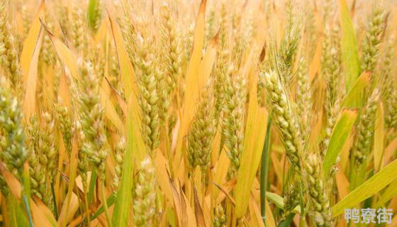 小麦撒在地表面能出芽吗