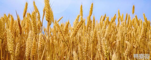 济麦22小麦品种介绍 鲁麦22小麦品种介绍