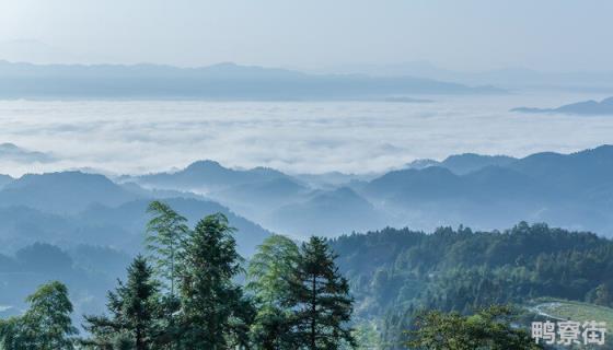 桑木能不能放家里