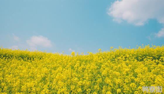 油菜栽培技术