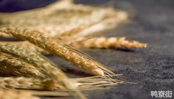 小麦撒在地表面能出芽吗
