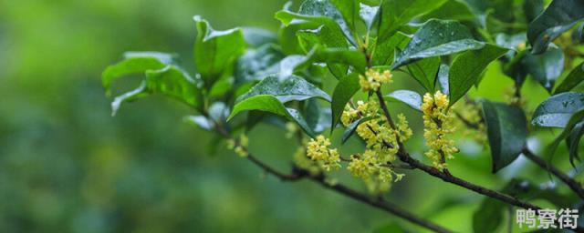 桂花树属于什么类植物 桂花树树什么科类