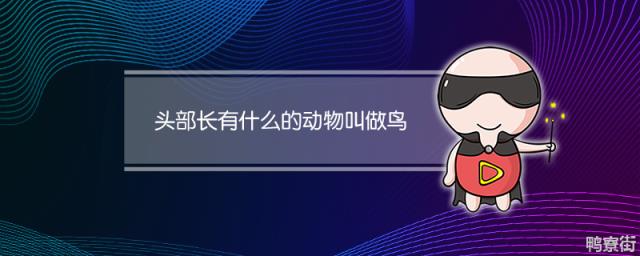 头部长有什么的动物叫做鸟