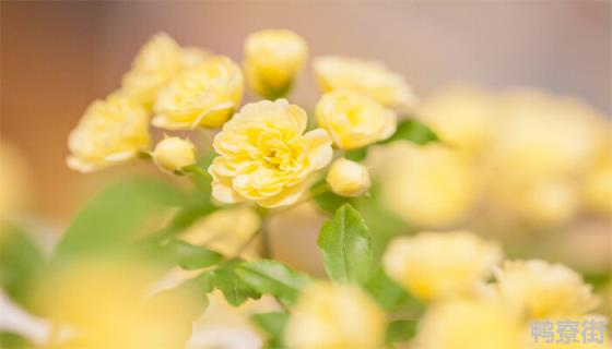 黄木香花为什么不能种