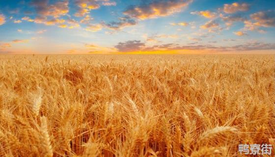 冬小麦种植的下限温度是多少 小麦生长的最低温度是多少