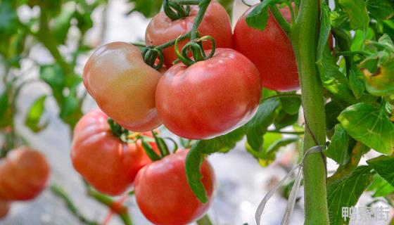 西红柿几月份育苗