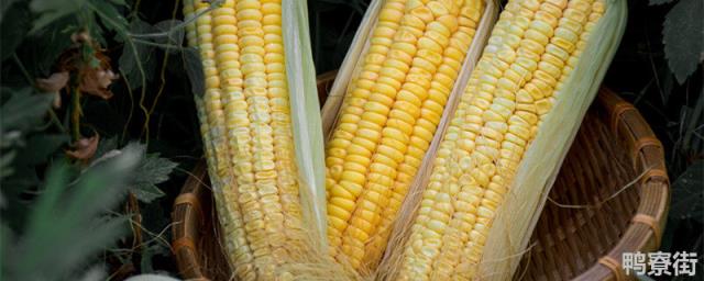 玉米的品种 玉米的品种有哪些