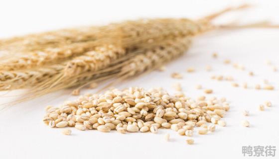 怀川916小麦品种特性 鲁宁919小麦种