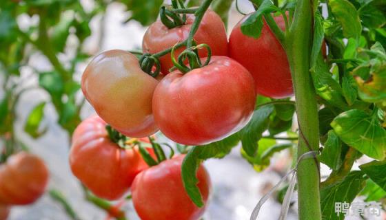西红柿属于草本植物还是木本植物
