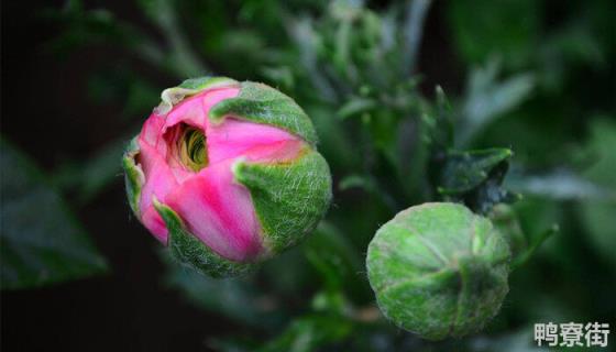 芹叶牡丹是多年生还是一年生 芹叶牡丹是一年生吗