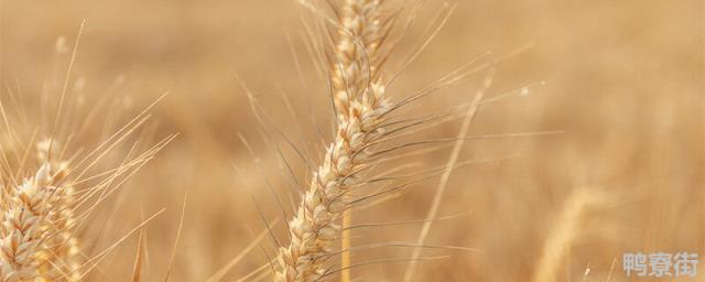 麦子一亩地播多少种 一亩地多少斤小麦怎么查