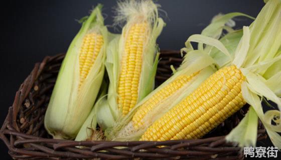 玉米的品种