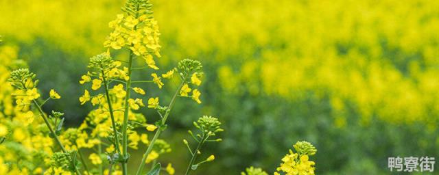 春季种植油菜花需要注意什么催熟还是排水