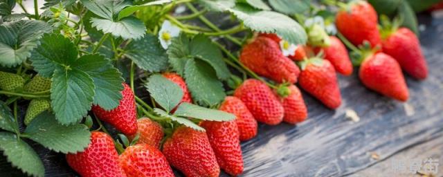 草莓各个时期的施肥方案