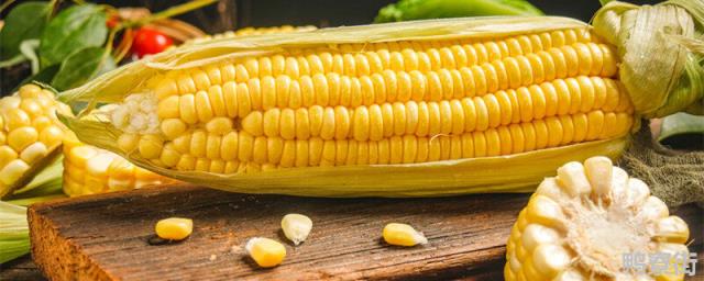 玉米种子特点
