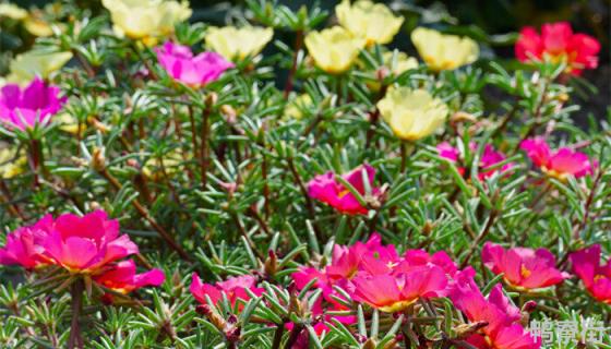 湖南省植物园9月有什么花