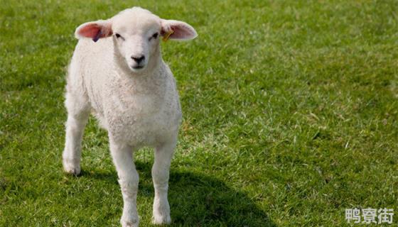母羊生殖系统的主要特点
