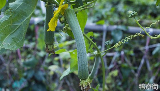 丝瓜种植技术与管理 西瓜种植技术和管理