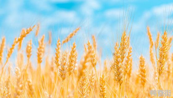 伟隆169小麦品种产量表现 伟隆169小麦品种特征特性