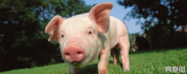 玉米面怎么喂猪长得快 生长最快的猪品种