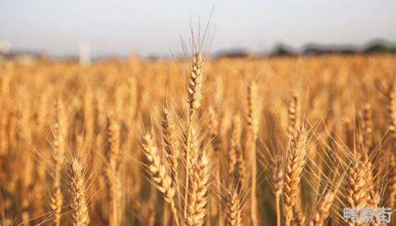 伟隆169小麦品种产量表现 伟隆169小麦品种特征特性