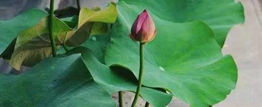 最旺家的六种花草是什么
