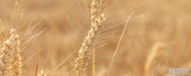 衡观35小麦生育多少天 衡观35小麦种价格