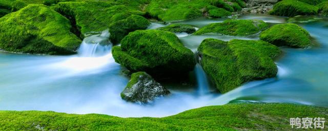 苔藓植物的特点