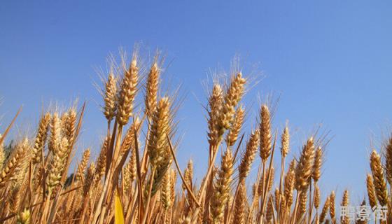 乐土t60小麦品种介绍 乐土T60小麦品种介绍