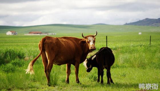 公牛和母牛怎么繁殖