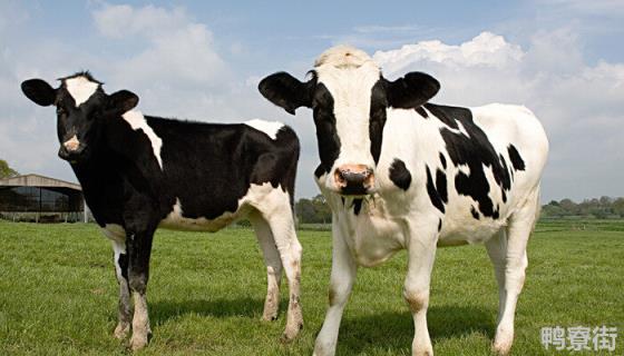 公牛和母牛怎么繁殖