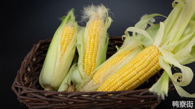 60天成熟的玉米种子 东单60玉米种子简介