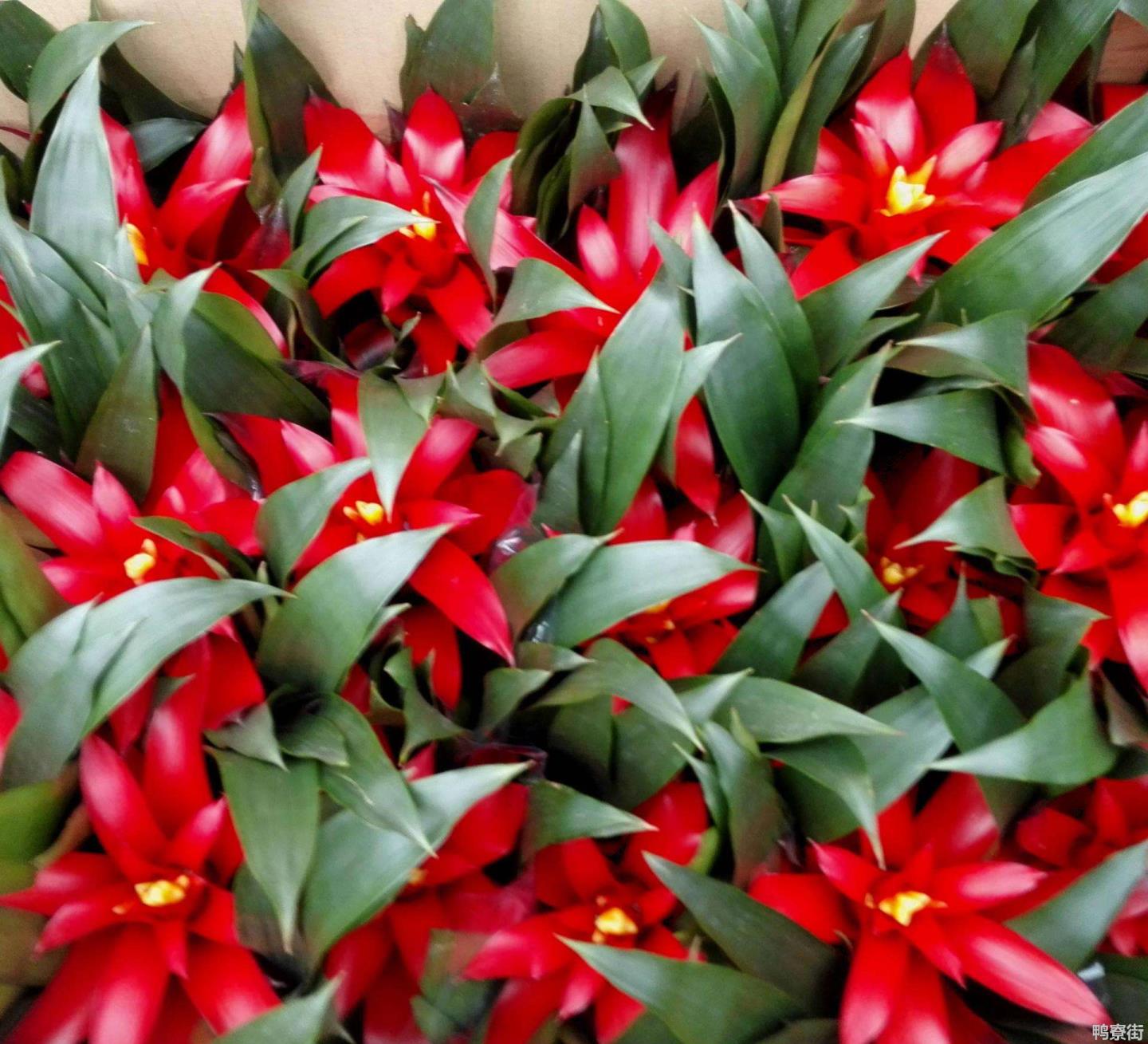 家里种什么花最旺宅