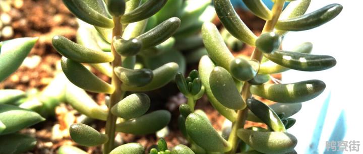 玉坠多肉叶子都蔫了怎么回事