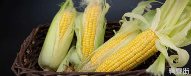 2022什么品种玉米高产