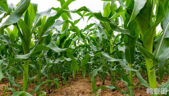 2022什么品种玉米高产 超大棒高产玉米新品种排名