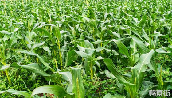 2022什么品种玉米高产 超大棒高产玉米新品种排名