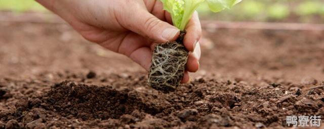 土壤肥力的高低主要取决于 土壤质地名词解释