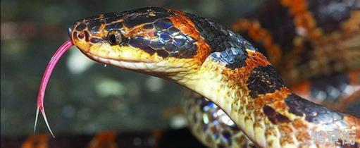 红头三角红尾巴的蛇是什么蛇 世上最毒的蛇是什么蛇排名 - 农商网