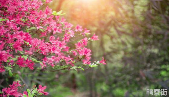 杜鹃花叶子干枯一碰就掉