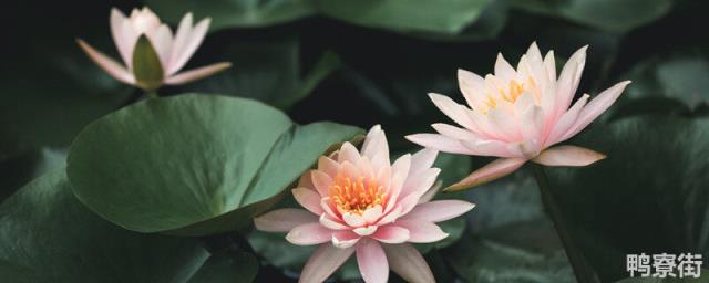 插花睡莲养护