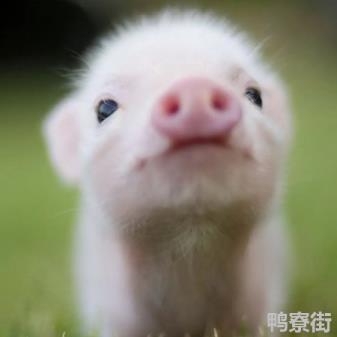 吃喝不愁享清闲是什么生肖