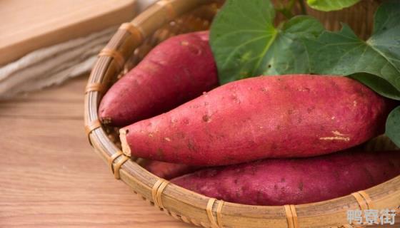 红薯种植技术和管理