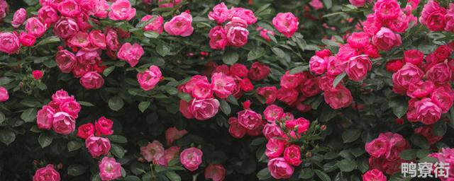 花怎么养