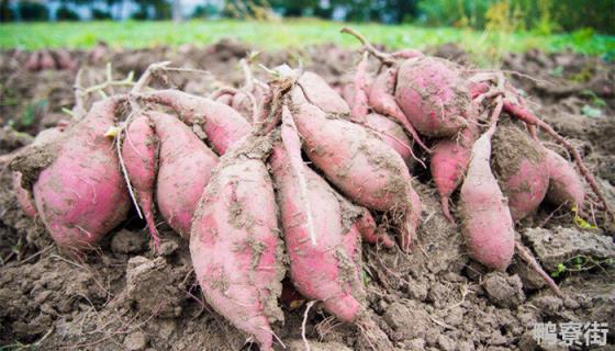 红薯种植技术和管理 西瓜红红薯种植技术和管理
