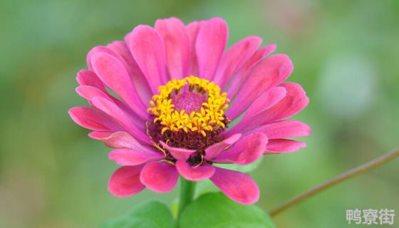 秋罗是什么植物 秋罗是什么植物