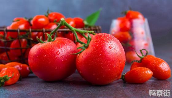 小番茄种植方法和时间