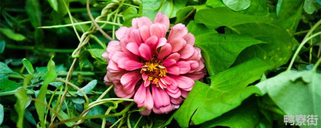 秋罗是什么植物 秋罗是什么植物