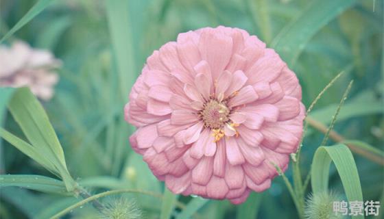 秋罗是什么植物 秋罗是什么植物
